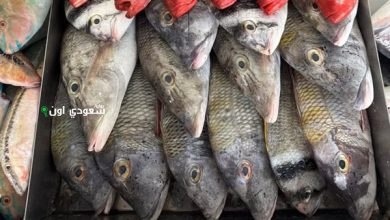 اليك اسعار الاسماك اليوم السبت 26 مايو في مصر للمستهلك