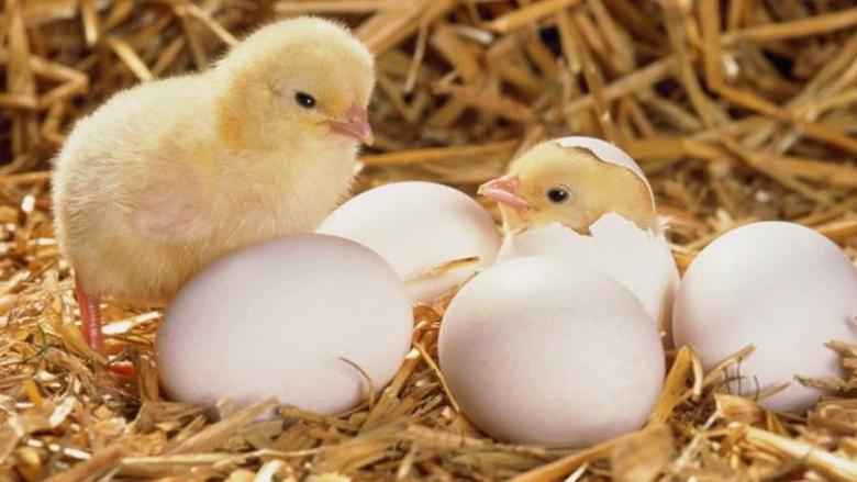 انخفاض جديد في أسعار الكتاكيت البيضاء اليوم