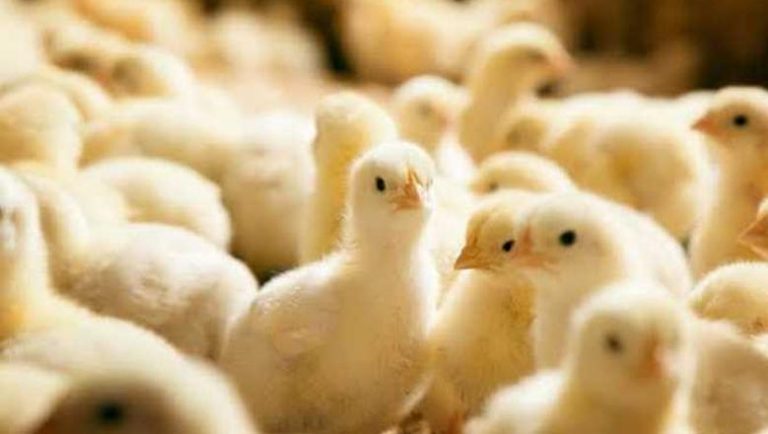 انخفاض جديد في أسعار الكتاكيت البيضاء اليوم