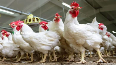 انخفاض مفاجئ يسجل في أسعار الفراخ اليوم الخميس 15 مايو 2025 ببورصة الدواجن الرسمية