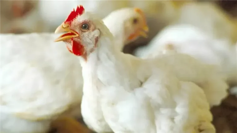 بورصة الدواجن اليوم الأربعاء 14 مايو 2025