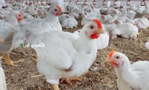 بورصة الدواجن تعلن عن سعر الفراخ اليوم الخميس 15 مايو 2025 وتحديثات الأسواق اليومية