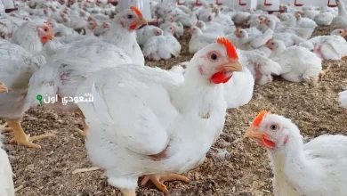 بورصة الدواجن تعلن عن سعر الفراخ اليوم الخميس 15 مايو 2025 وتحديثات الأسواق اليومية