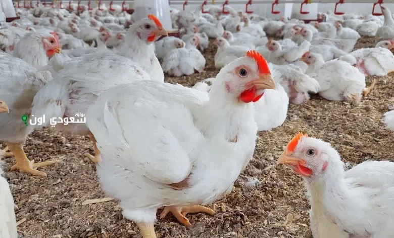 بورصة الدواجن تعلن عن