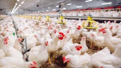 بورصة الدواجن تُعلن أسعار الكتاكيت اليوم الخميس 15 مايو 2025 وسط حالة من الاستقرار الحذر