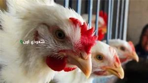 بيان رسمي يكشف عن سعر الفراخ اليوم الخميس