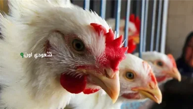 بيان رسمي يكشف عن سعر الفراخ اليوم الخميس