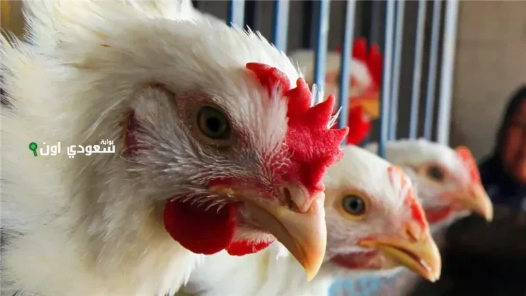 بيان رسمي يكشف عن سعر الفراخ اليوم الخميس