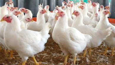 تحديث مباشر لأسعار الدواجن اليوم الثلاثاء 13 مايو في مصر
