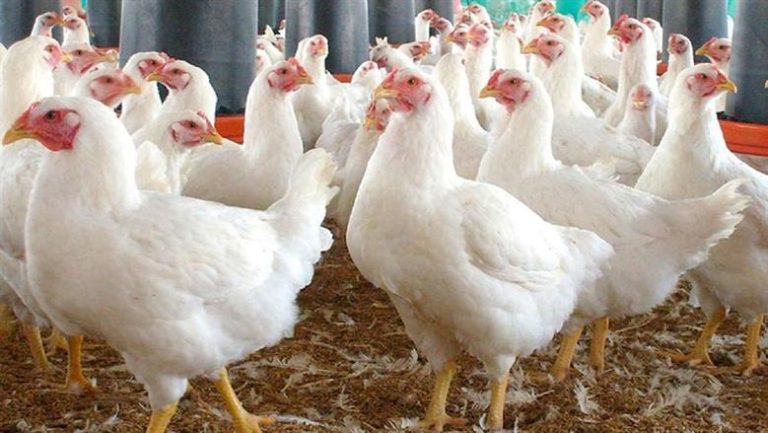 تحديث مباشر لأسعار الدواجن اليوم الثلاثاء 13 مايو في مصر