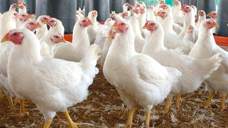 تحديث مباشر لأسعار الدواجن