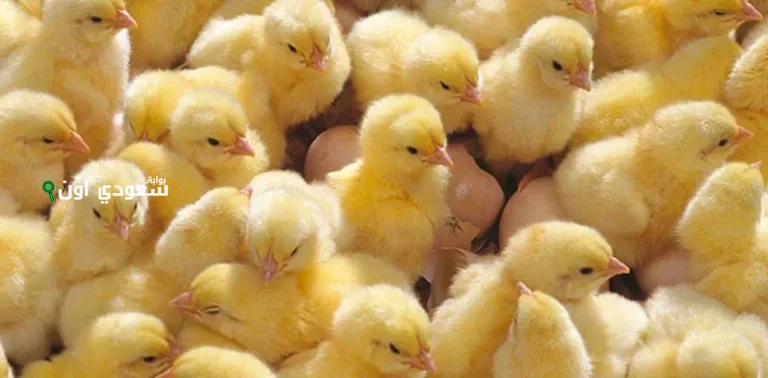 تحرك مفاجئ.. سعر الكتاكيت اليوم السبت 17 مايو 2025 يُثير الجدل بين المربين حاليًا