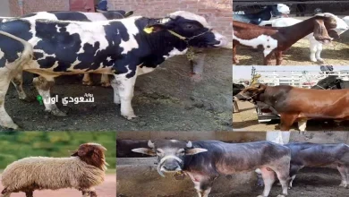 تعرف على سعر كيلو العجول اليوم الخميس 22 مايو 2025 وأسعار الأضاحي