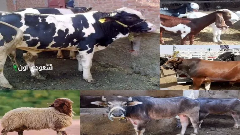 تعرف على سعر كيلو العجول اليوم الخميس 22 مايو 2025 وأسعار الأضاحي