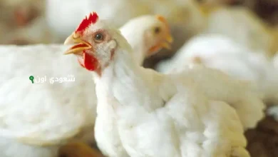 توقعات أسعار الدواجن اليوم السبت 24 مايو 2025