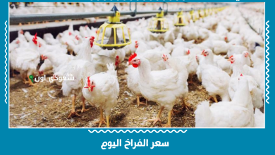 سعر الفراخ اليوم