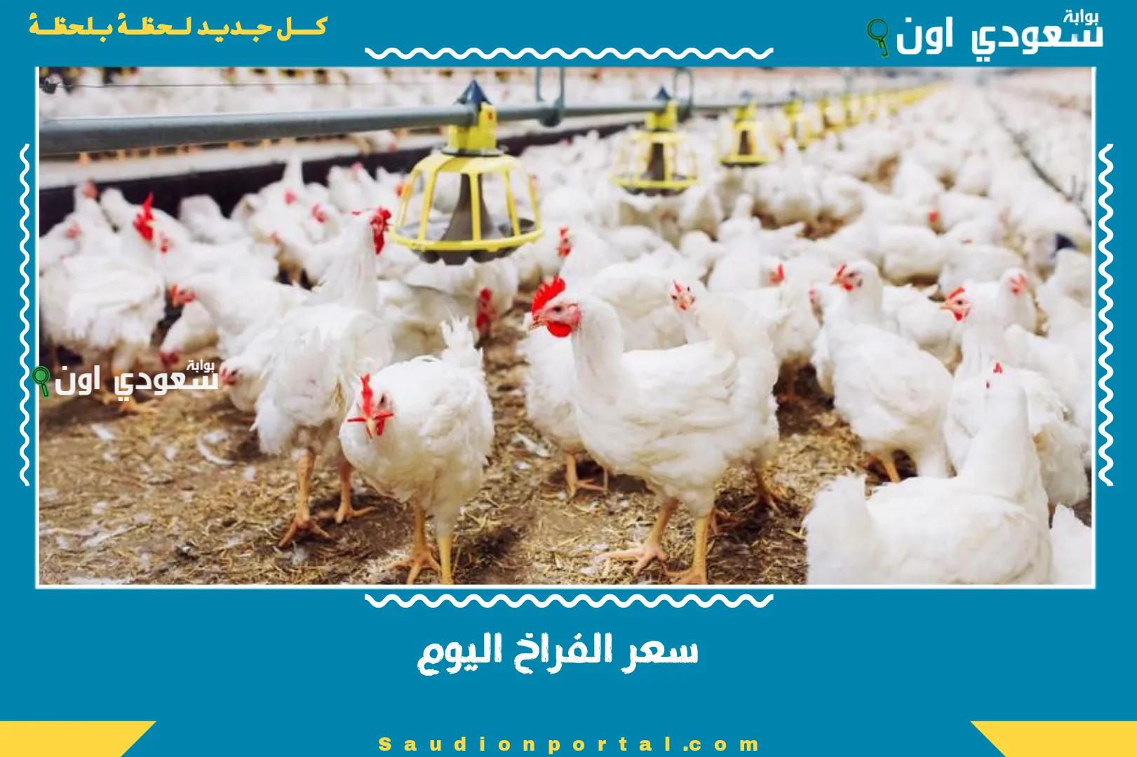 سعر الفراخ اليوم