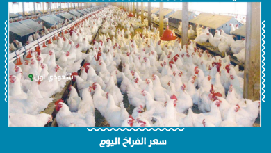 سعر الفراخ اليوم