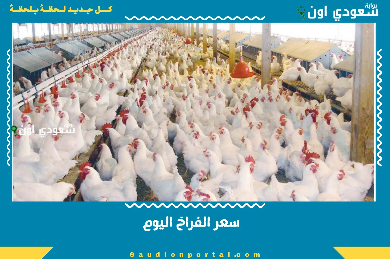 سعر الفراخ اليوم