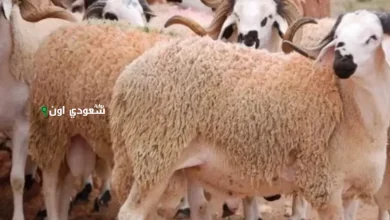 خروف العيد والعجل بالكيلو والأسعار الرسمية