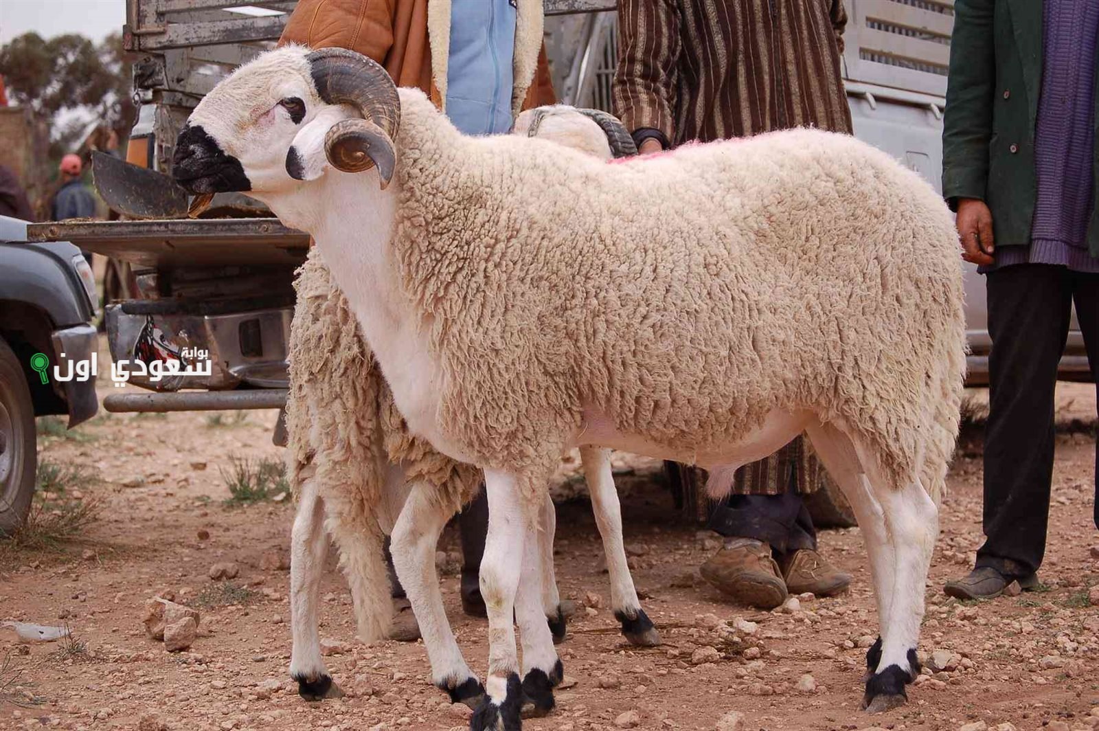خروف العيد والعجل بالكيلو والأسعار الرسمية