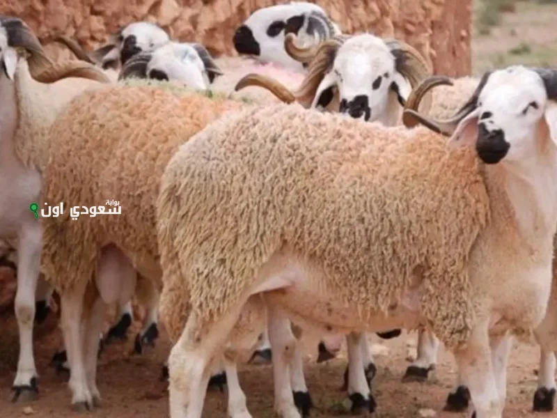 خروف العيد والعجل بالكيلو