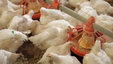 دليل شامل لأسعار الدواجن اليوم السبت