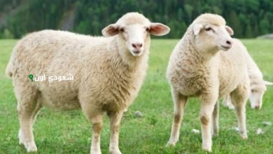 دليل شروط الأضحية والمضحي في المذاهب الأربعة