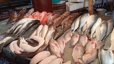 دليلك لأسعار البلطي والبلدي والمجمد والجمبري