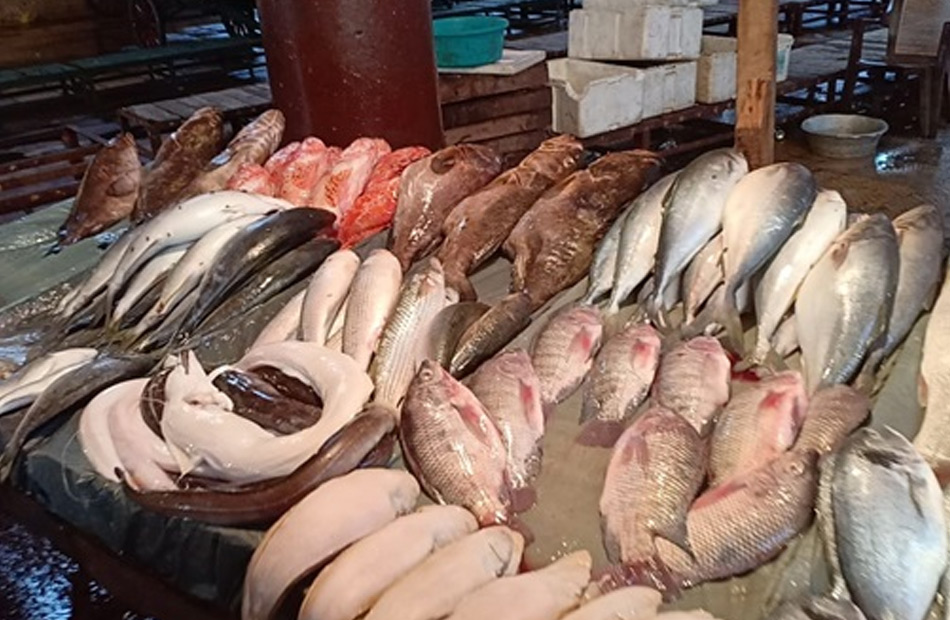 دليلك لأسعار البلطي والبلدي