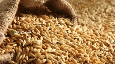 سعر الأرز الشعير