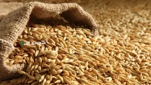 سعر الأرز الشعير اليوم الثلاثاء 27-5-2025.. هل ارتفع أم مستقر اليوم؟
