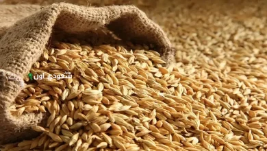 سعر الأرز الشعير اليوم الثلاثاء 27-5-2025.. هل ارتفع أم مستقر اليوم؟