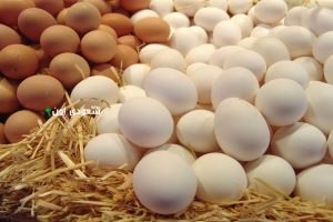 سعر البيض الأبيض والاحمر