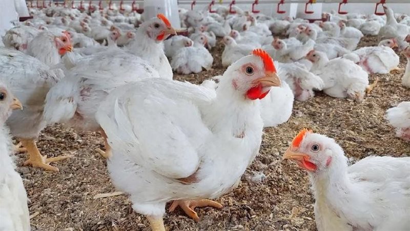 سعر الدواجن اليوم الأحد