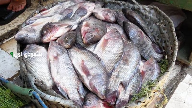 سعر السمك البلطي اليوم