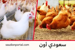 سعر الفراخ