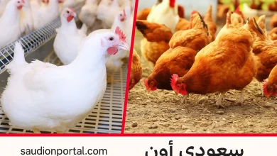سعر الفراخ