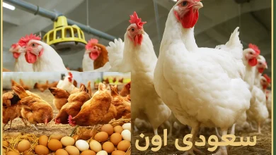سعر الفراخ