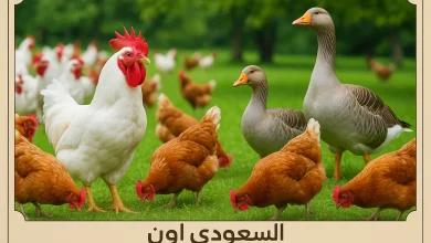 سعر الفراخ
