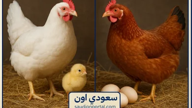سعر الفراخ البيضاء