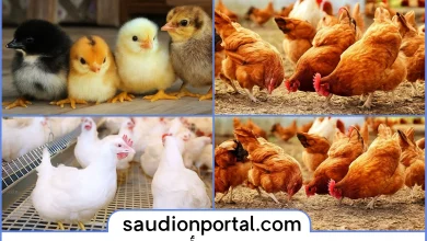سعر الفراخ البيضاء