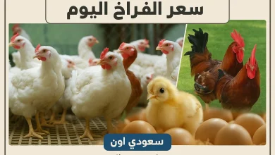 سعر الفراخ البيضاء