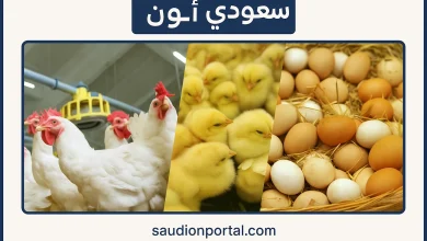 سعر الفراخ البيضاء