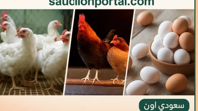 سعر الفراخ البيضاء