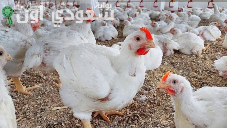 سعر الفراخ الساسو والبلدي