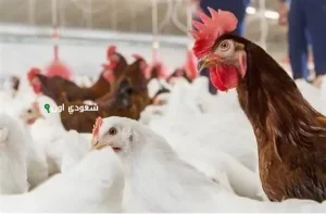 سعر الفراخ اليوم في بورصة الدواجن المصرية يشهد تقلبات سريعة
