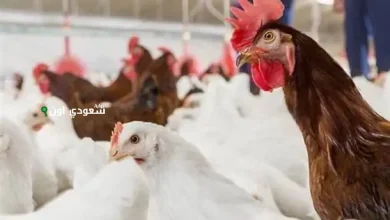 سعر الفراخ اليوم في بورصة الدواجن المصرية يشهد تقلبات سريعة