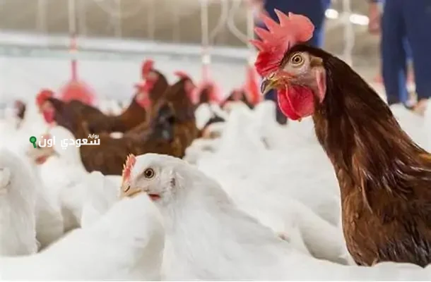 سعر الفراخ اليوم في