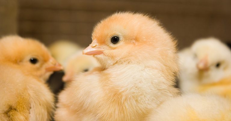 سعر الكتاكيت اليوم الأحد 11 مايو 2025 عرض ضعيف ندرة كبيرة